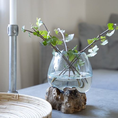 Glasskål på trädrot